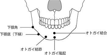 おとがい・エラ付近の主な骨格名称