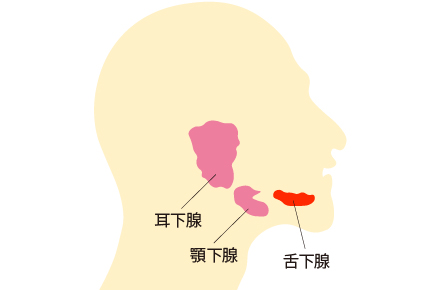 舌下腺へのボトックス注射