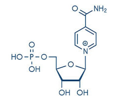 「NAD」について