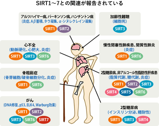 ワシントン大・東大などの研究によるエビデンス豊富な成分